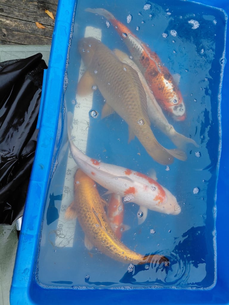 Koi for sale