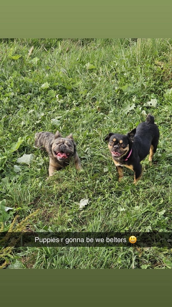 1 week old fluffy French bulldogs 