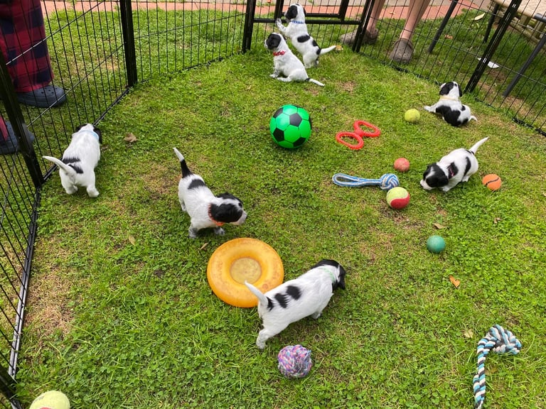 Sprocker Spaniel Puppies 