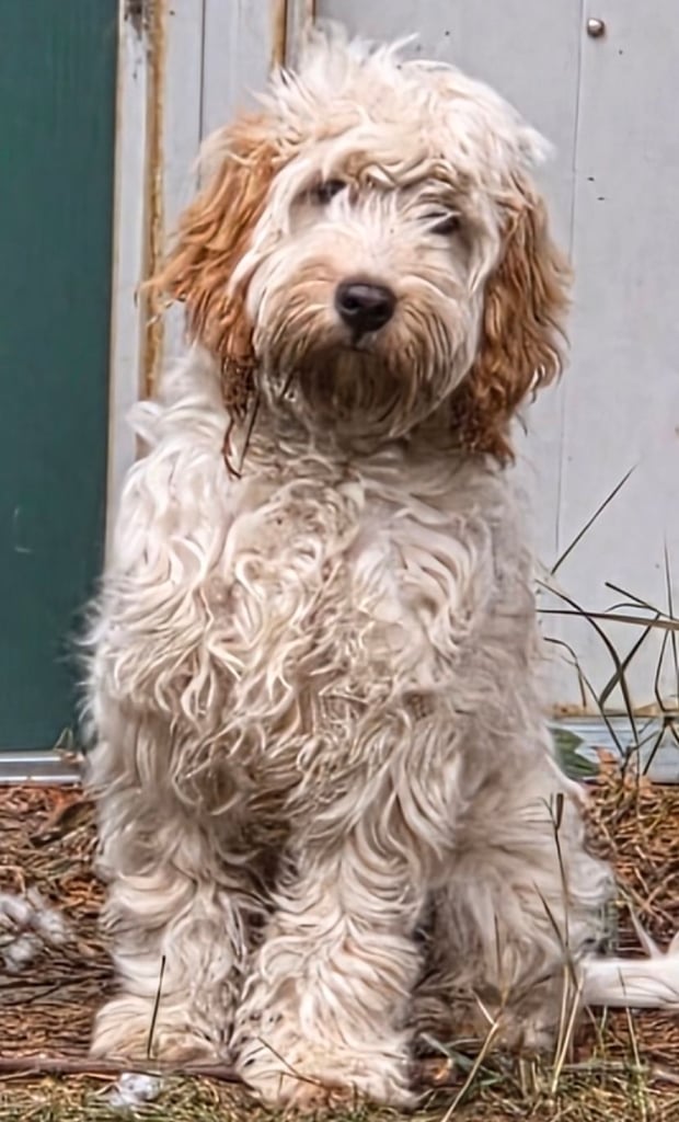 image for 7mth old Male Cockapoo