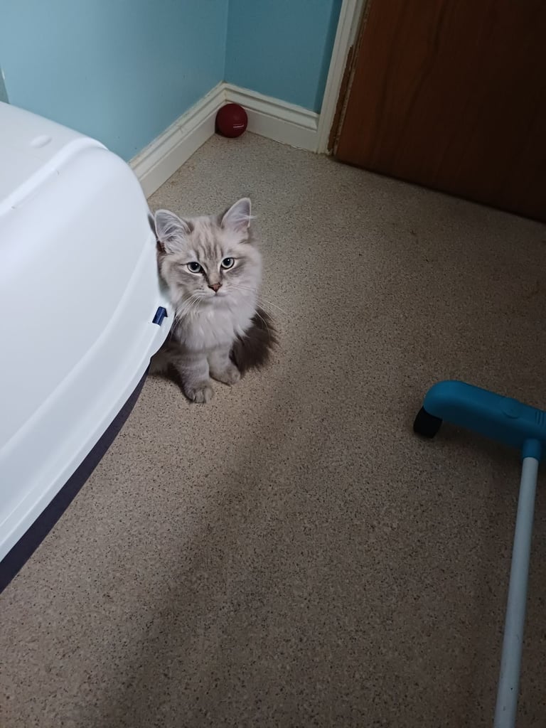 Rehoming 2 x 5 month old Ragdoll/MaineCoon