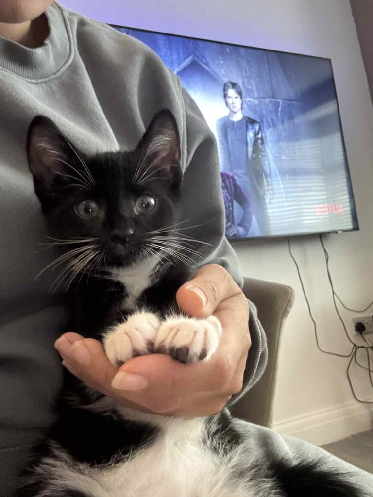 2 kittens one girl one boy 