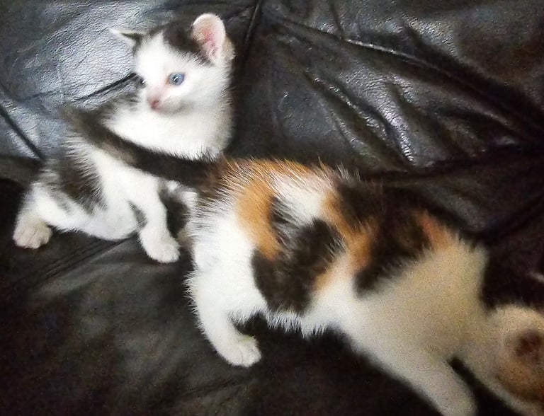 Kittens 