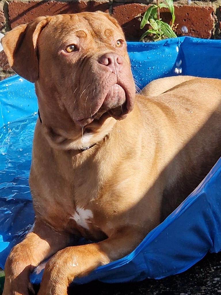 URGENT !!!!!! Bruce The Bordeux 