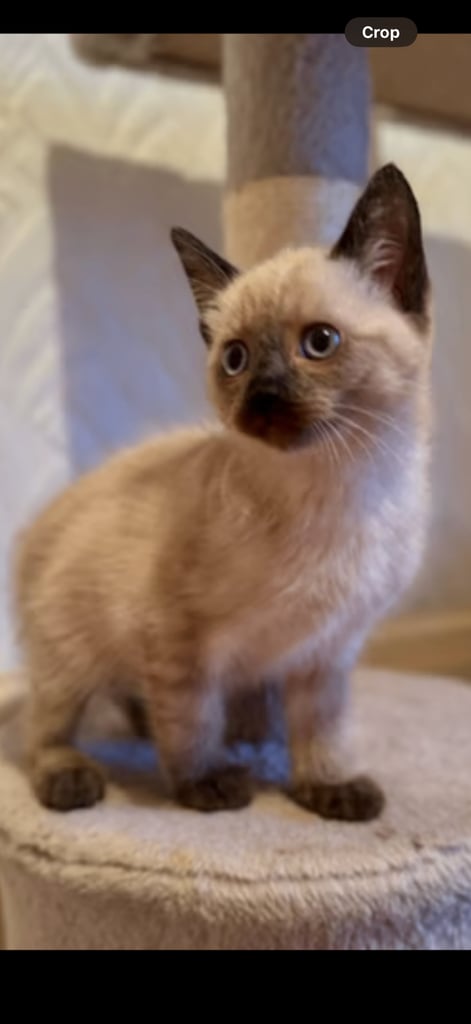 Siamese kitten for sale 