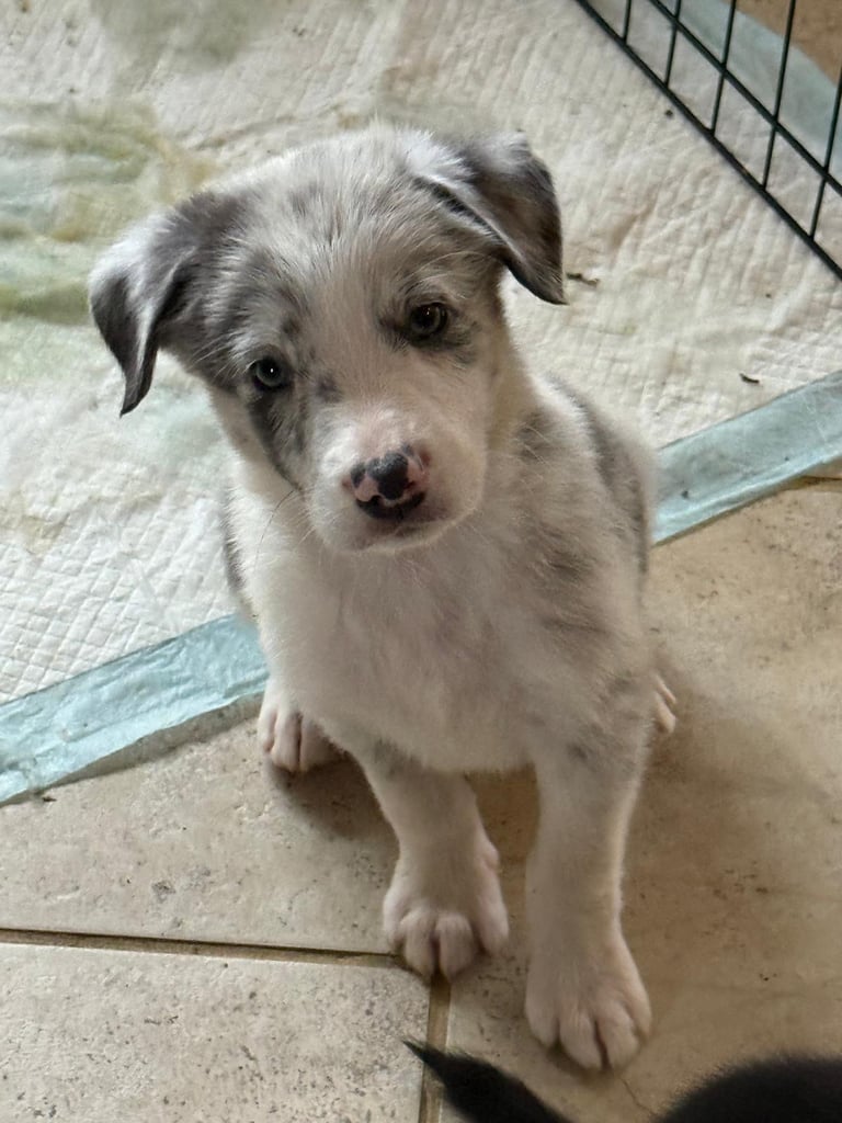 Australian Shepherd x border collie pups 