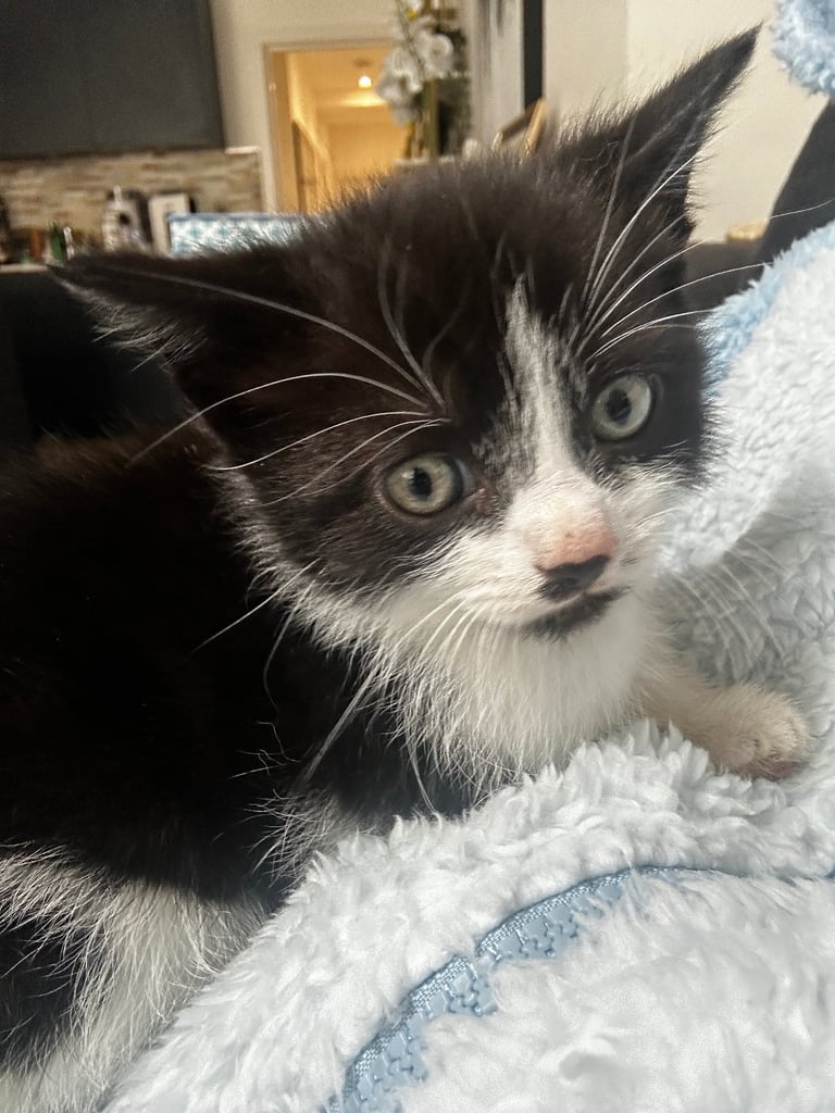 Beautiful Domestic Cats – Mum, Dad & 3 Adorable Kittens (2 Boys, 1 Girl)