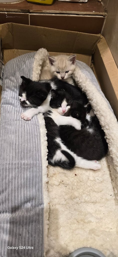 Gourgeous kittens for sale.