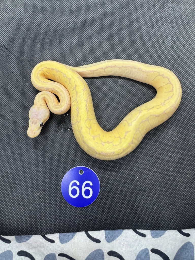 Royal python from £60