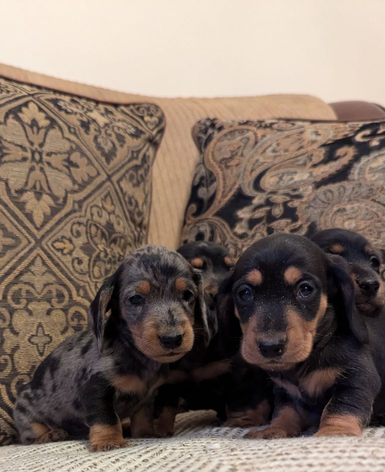 Dachshunds