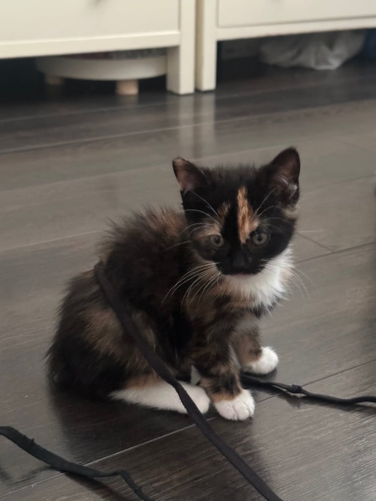 4 adorable kitties for sale