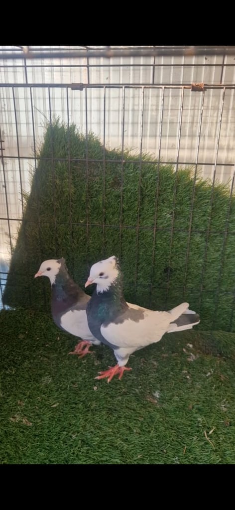 image for Iranian pigeons 