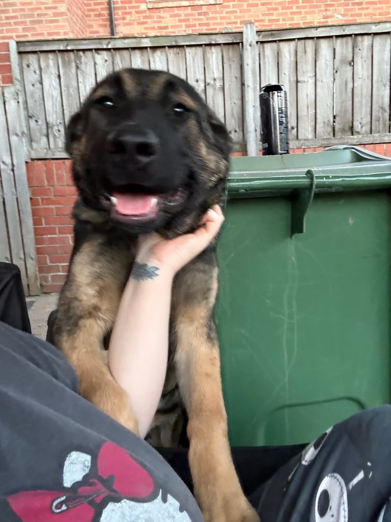 Caucasian shepherd x Belgian malinois