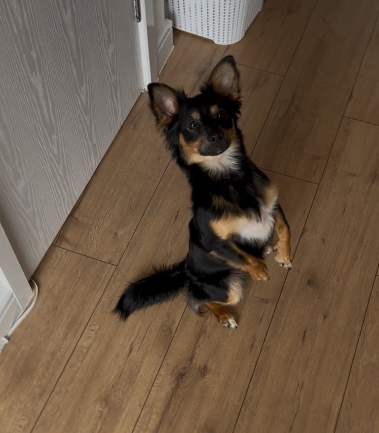 Miniature pinscher male