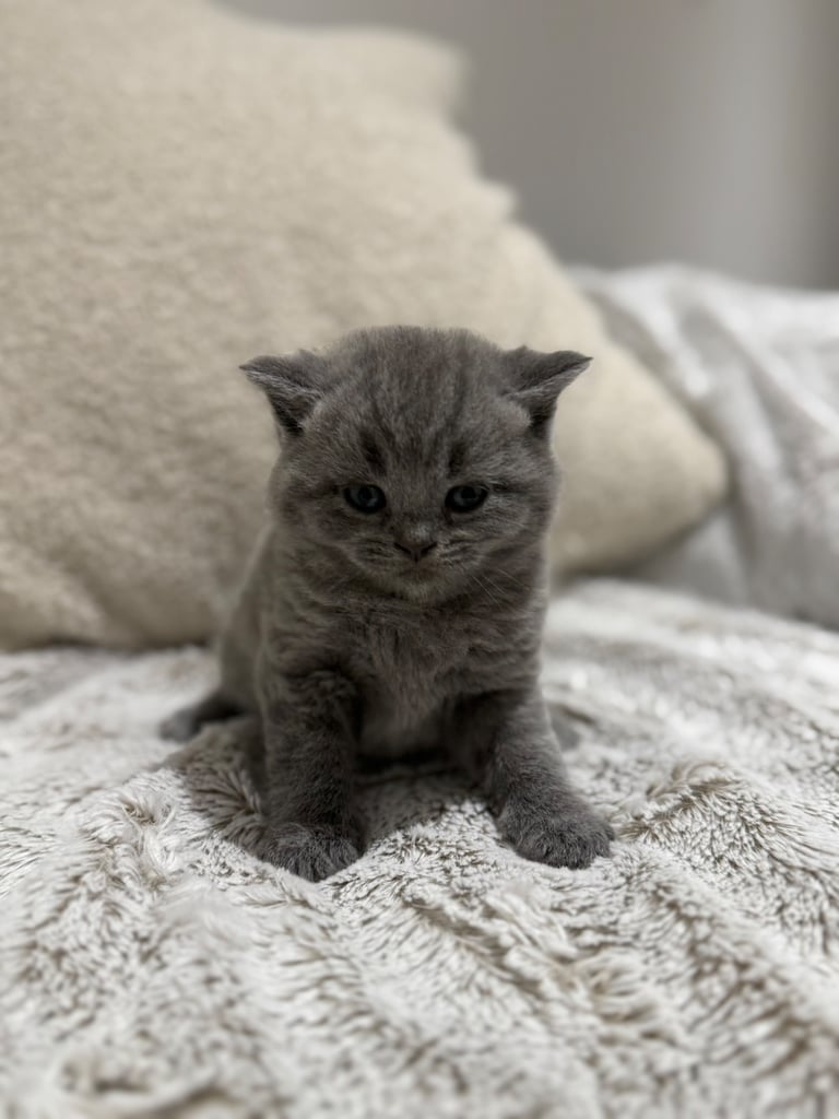 Chunky British shorthair kittens 7x - Ready Oct 
