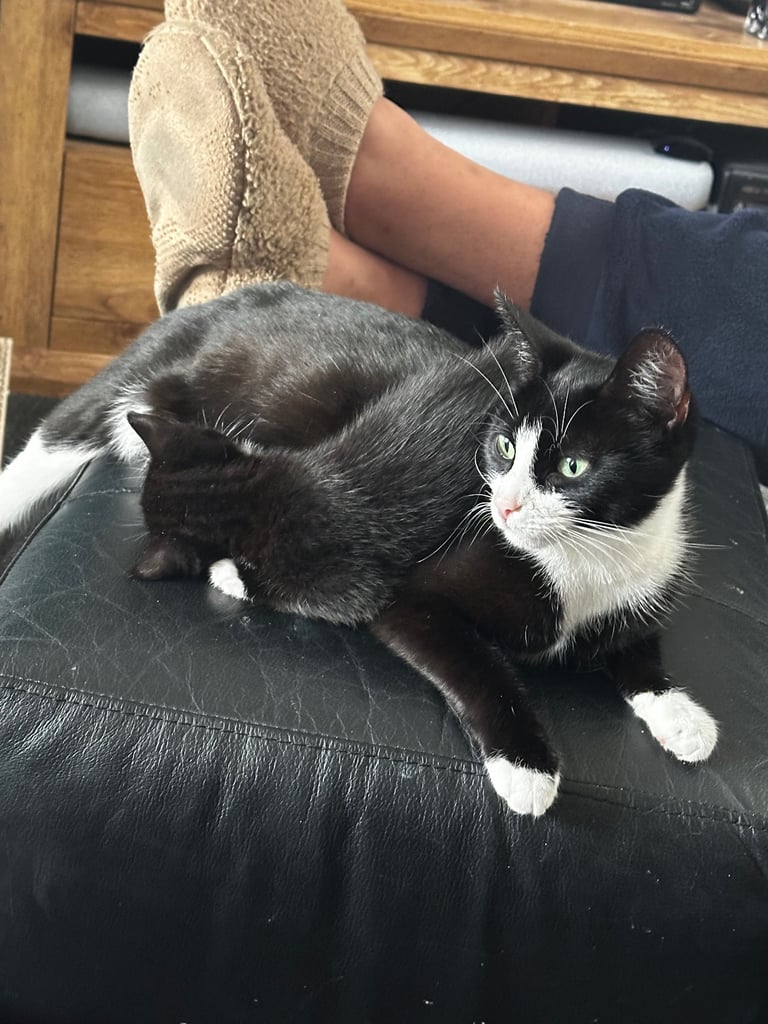 Tuxedo Kittens 🐈‍⬛ 