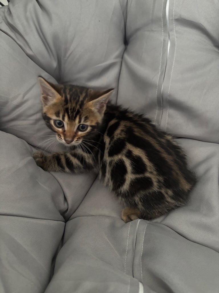🐾Gorgeous Pure Bengals Ready Now🐾