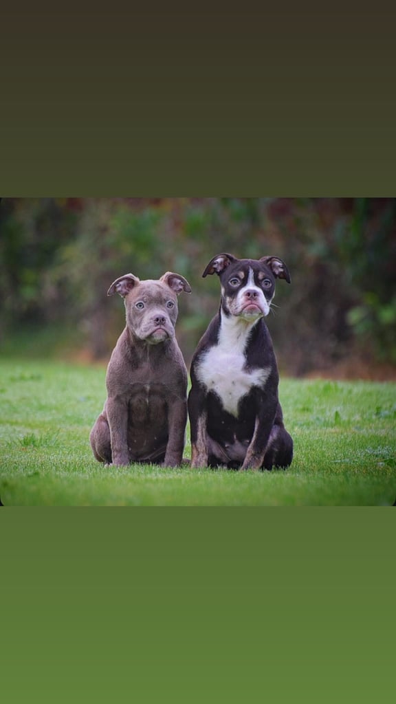 Olde English bulldogs old tyme bulldogs, Bulldogs  