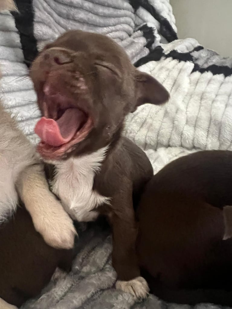 Beautiful chihuahua fur babies male and female