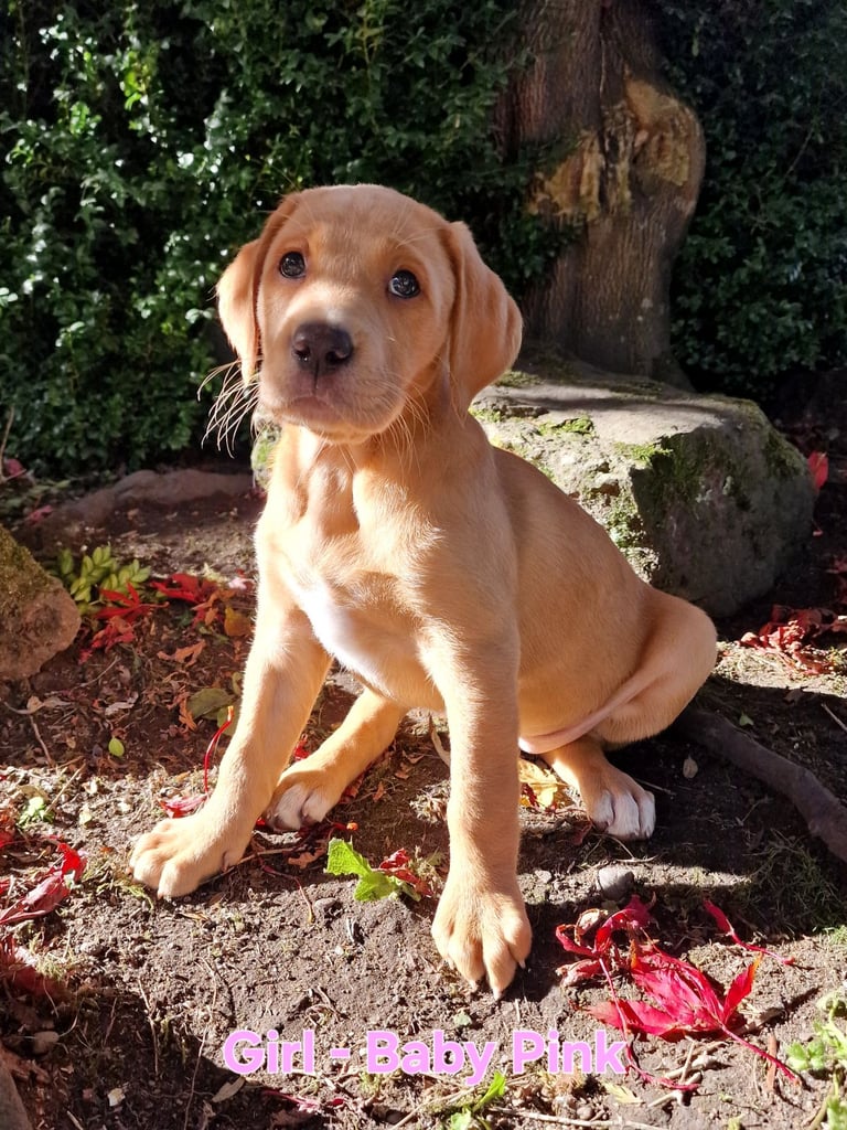 image for Labrador Cross Pups