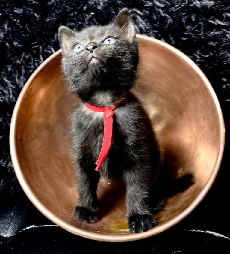 image for 1/4 Maine Coon chunky black kittens with grey stripes