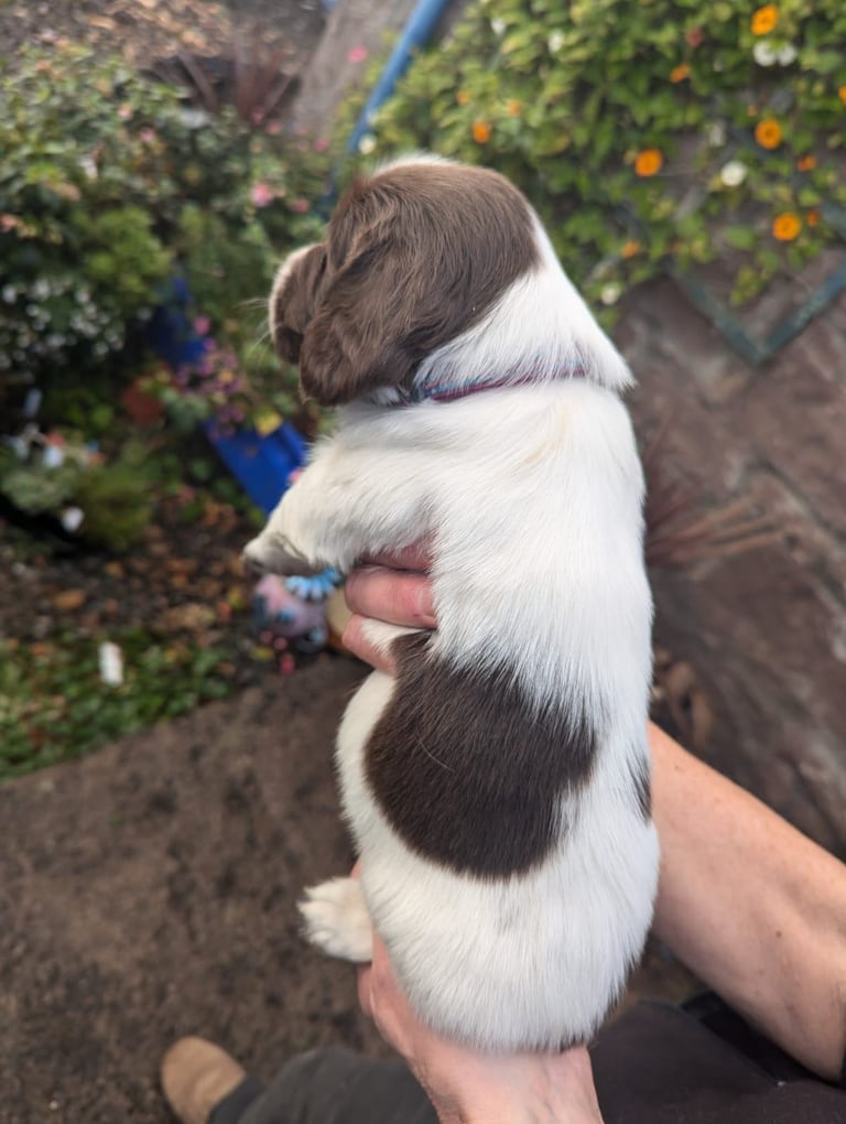 English Springer Spaniel Puppies 