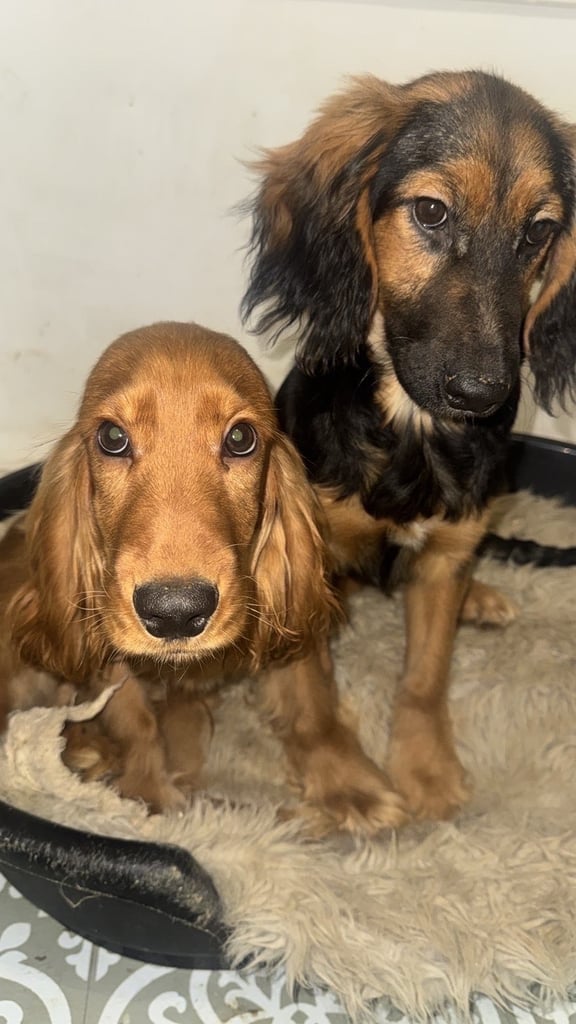 image for Cocker spaniel 