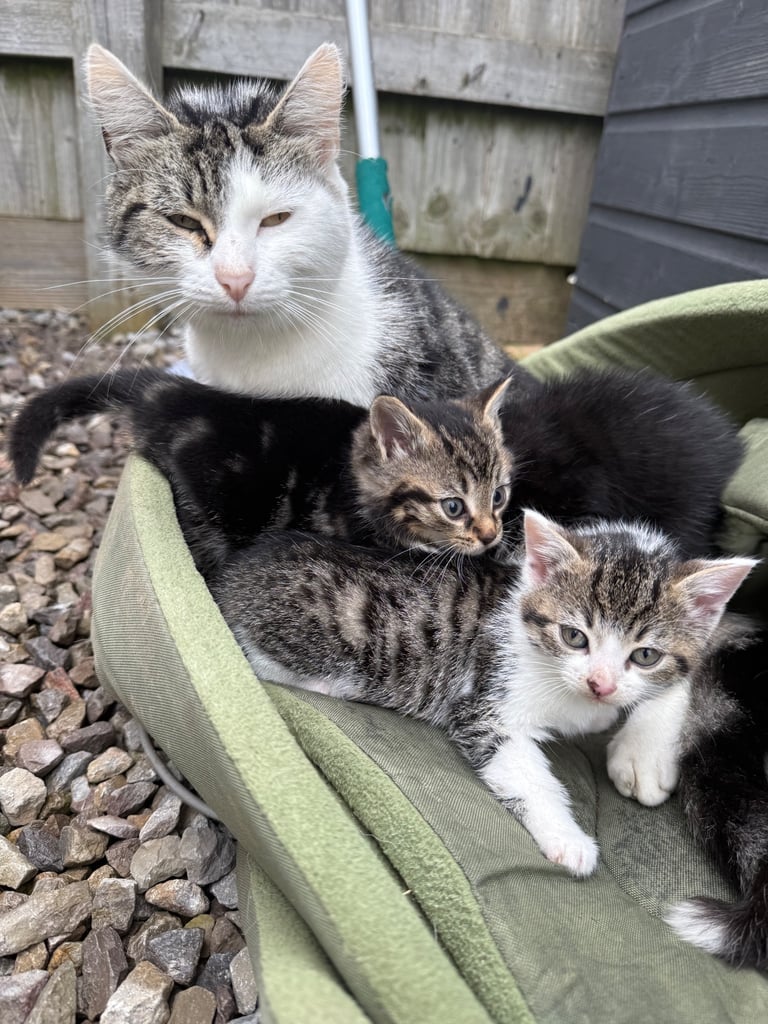 Beautiful kittens for sale 