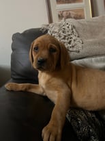 Kc registered fox red and yellow Labrador puppies 