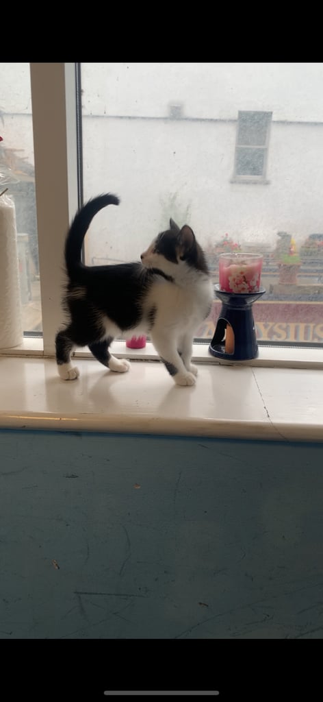 Kittens 