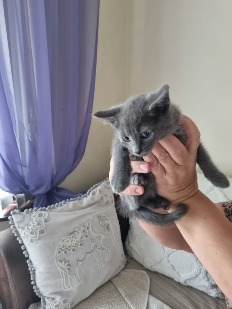 Mixed breed kittens 