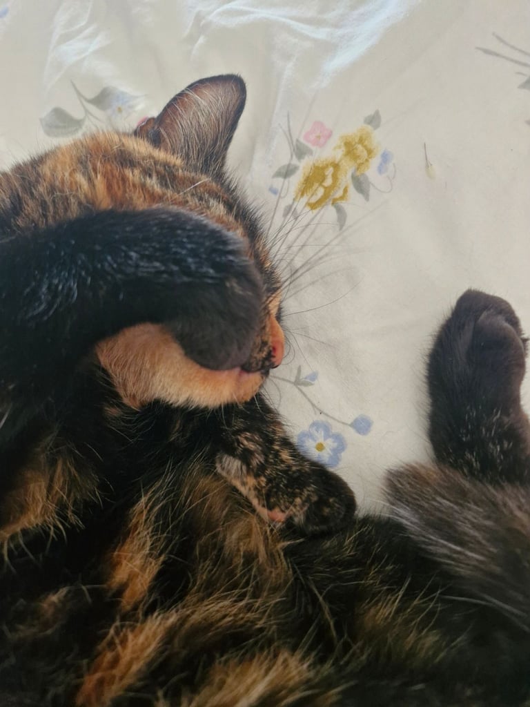 BEAUTIFUL TORTY SAGE 