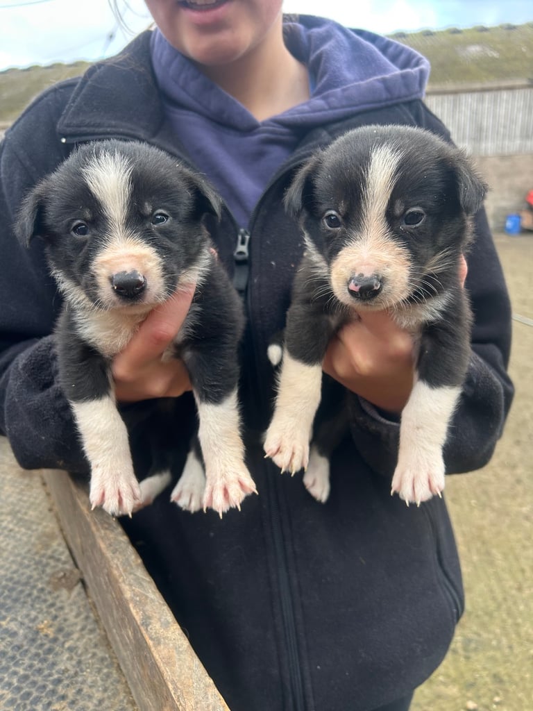 Border Collie pups 