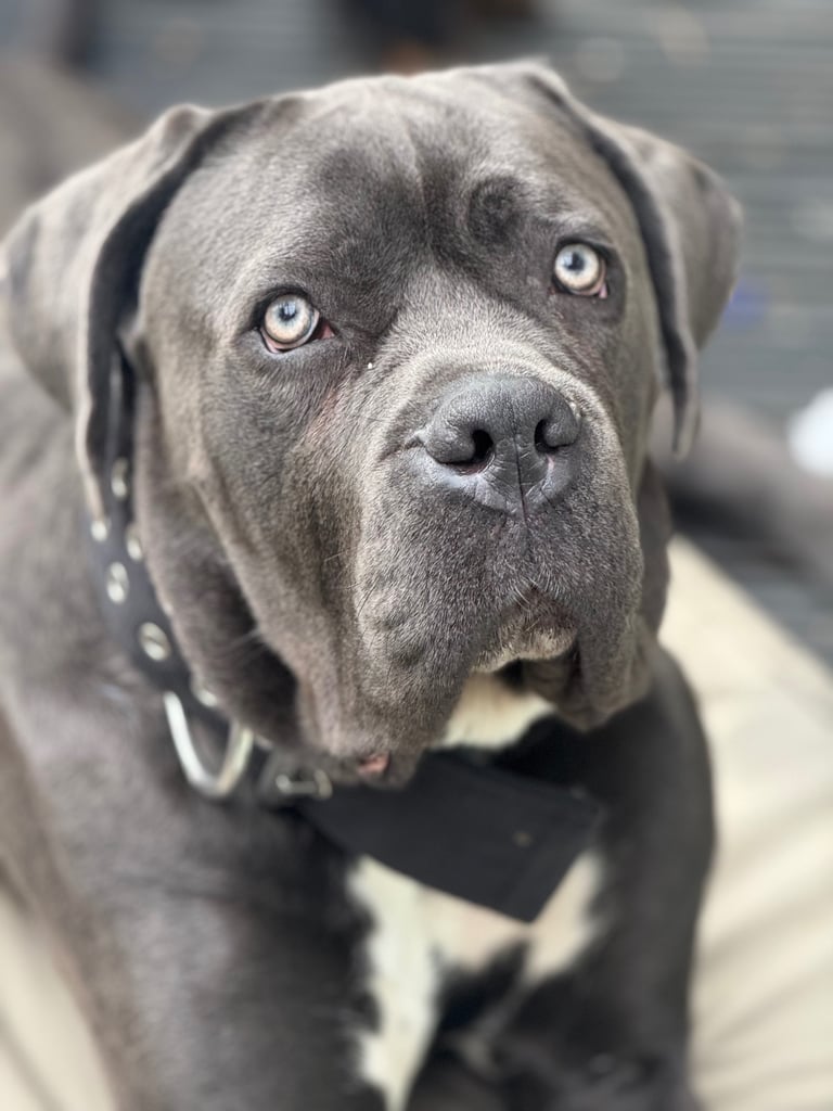 Cane corso male 10 month 