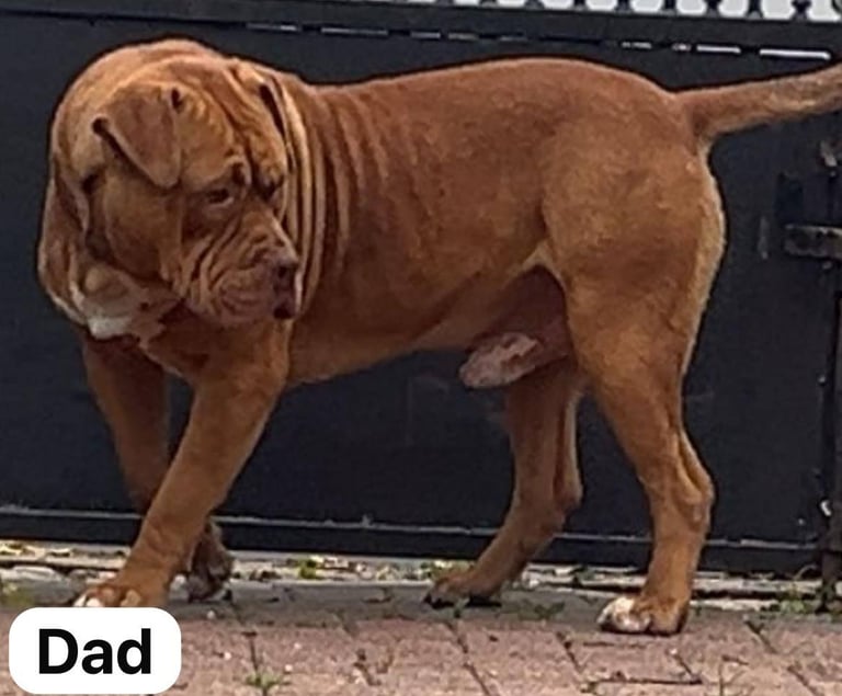 Boerboel mastiff mix 