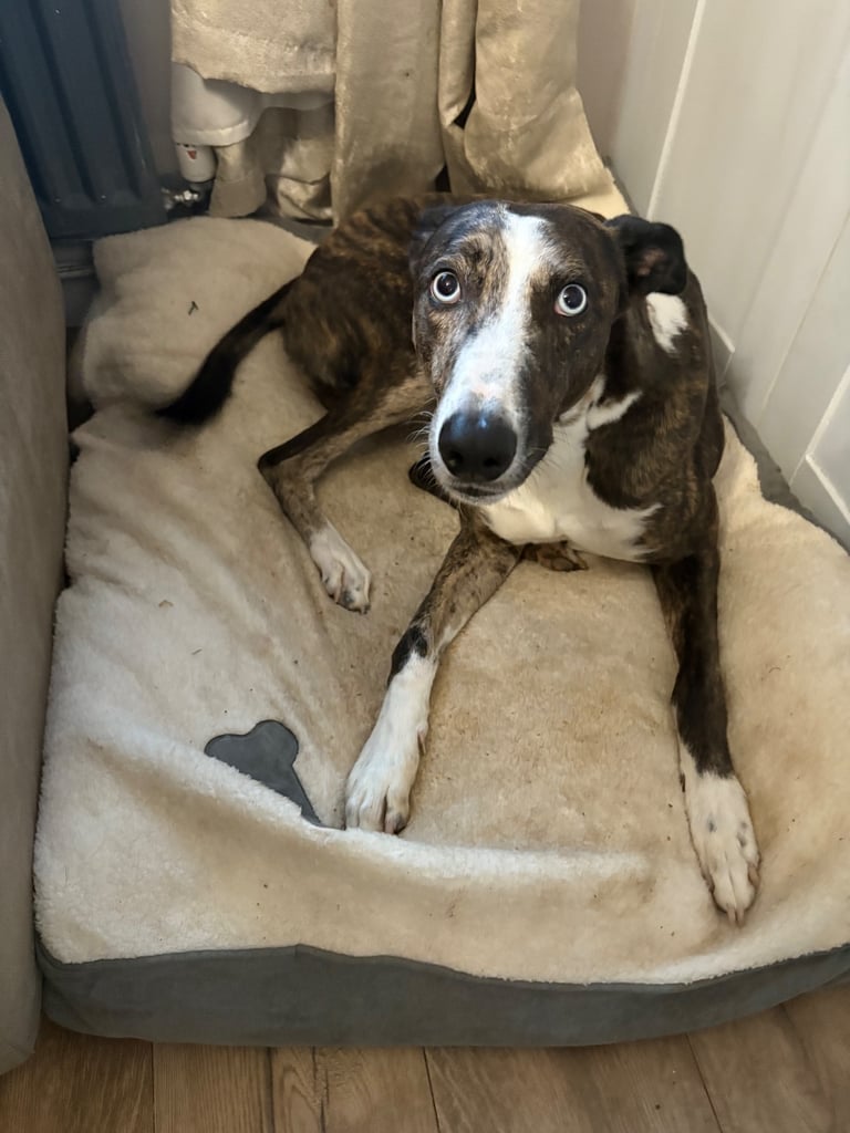 Lurcher 