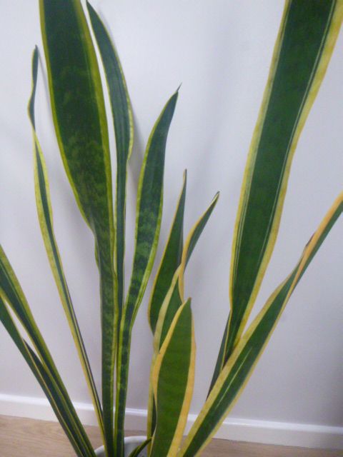 Very Large Sansevieria-Mother-In-Law's Tongue, 46ins. In White Ceramic Planter, VGC.REDUCED