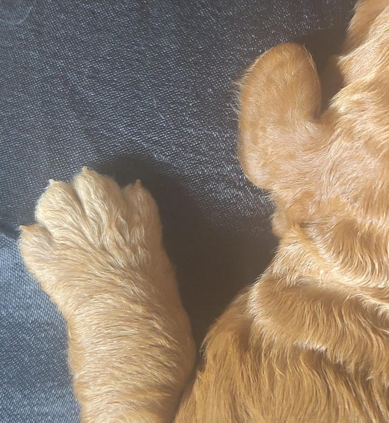 *Final two Cockapoo Puppies for Sale | Ready to take home now!