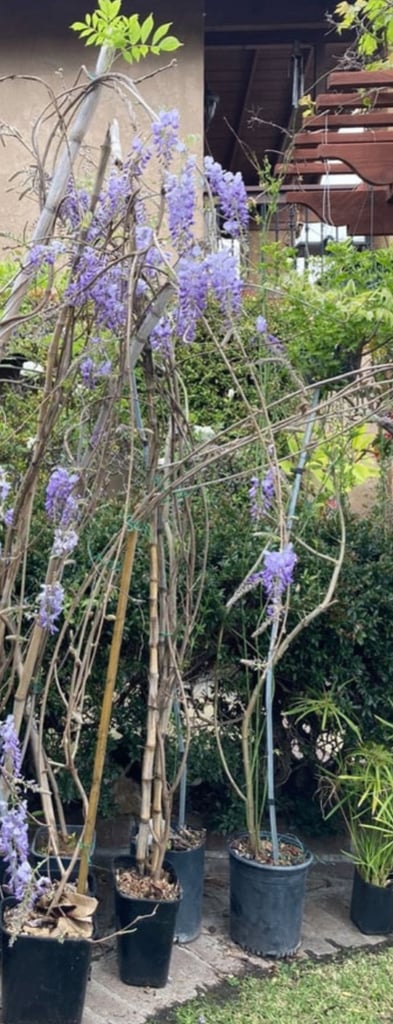 image for Last 9ft Wisteria 🌿🌸🌿 RRP £137.99