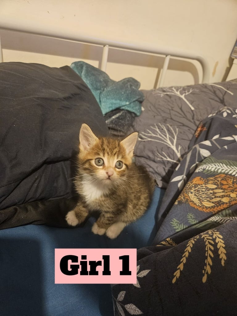 X5 Maine coon x Norwegian forest 