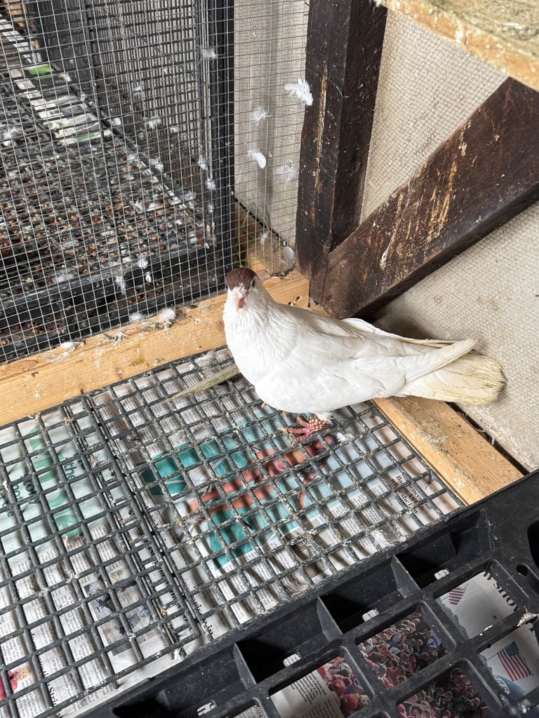 Afghan pigeons 
