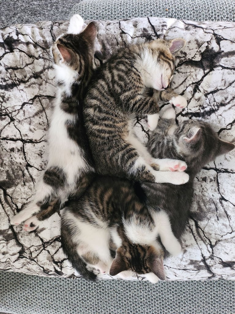 Kittens for sale