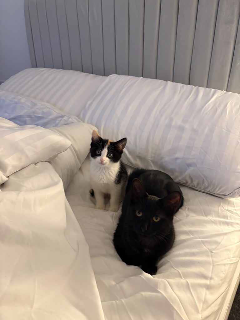 2 Cats To Be Rehomed - Urgently