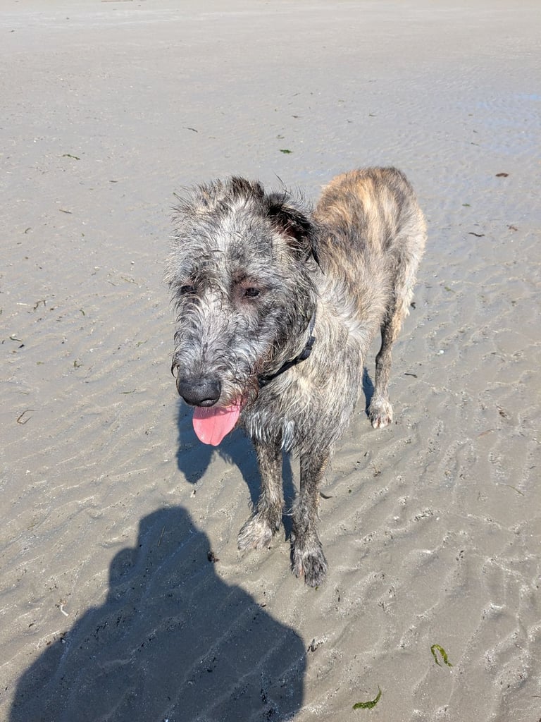 Irish Wolfhound Male