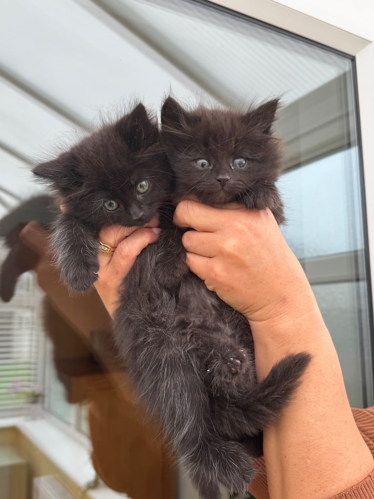 Maine coon cross kittens 