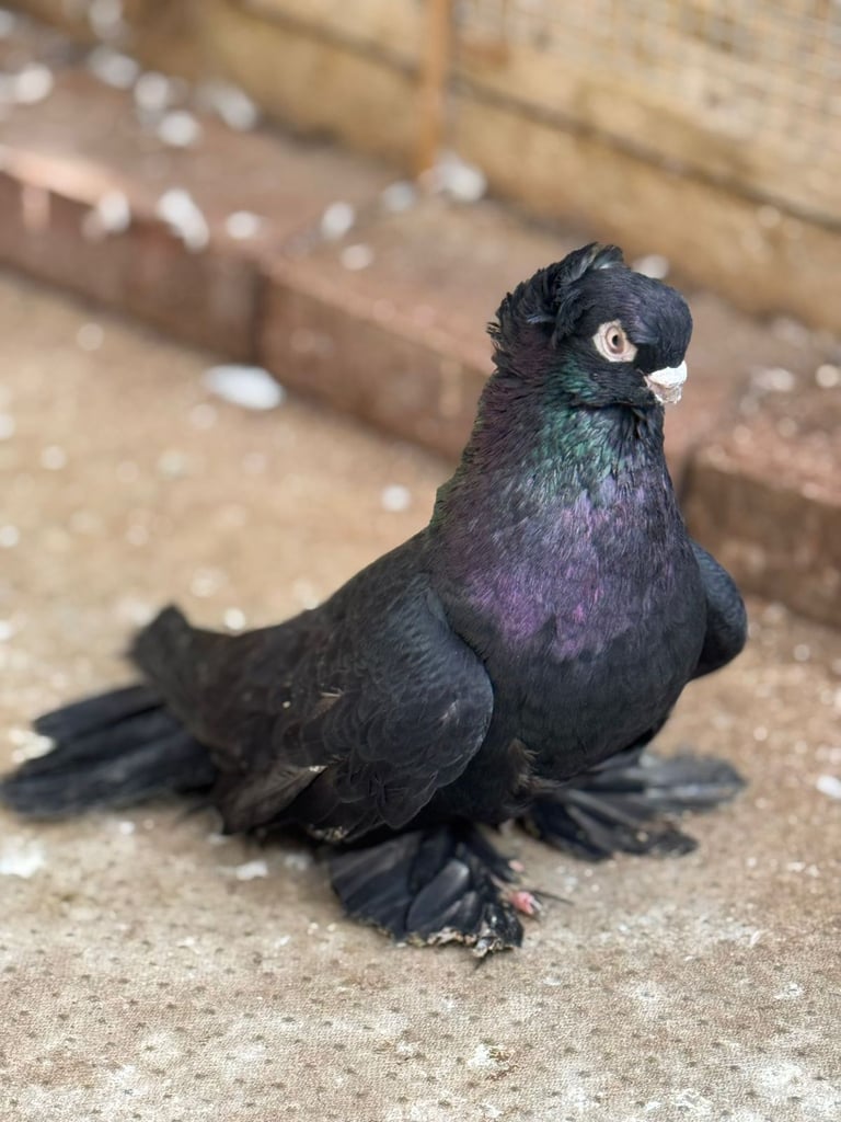 Black uzbek male