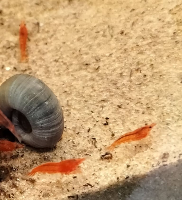 Neocardina shrimp for fish tank reds blues + wild colour - juvenile BN plecos- large Ramshorn snails