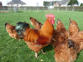 6 x New Hampshire Red Hens & 1 x New Hampshire Red Cockerel