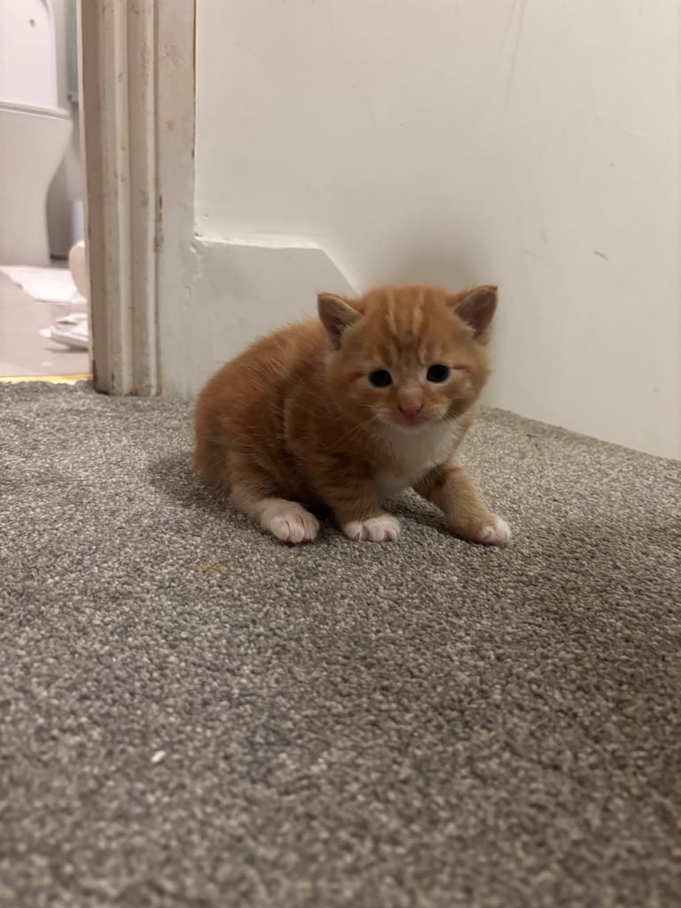 Adorable Kittens For Sale