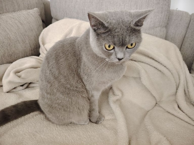 British shorthair